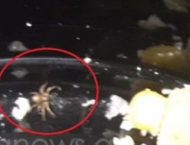 Κρήτη: Σουβλατζίδικο σέρβιρε σαλάτα με...αράχνη (φωτο)